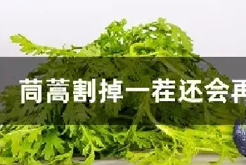 茼蒿割掉一茬还会再长吗?