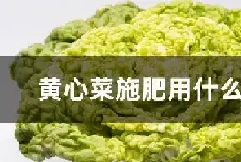 黄心菜施肥用什么肥料