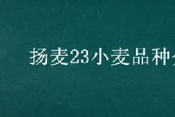 扬麦23小麦品种介绍