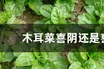 木耳菜喜阴还是喜阳