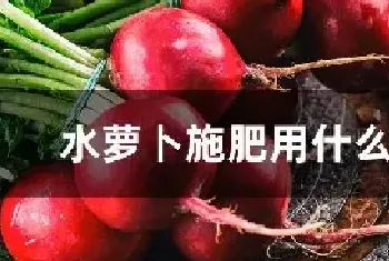 水萝卜施肥用什么肥料