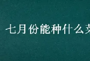 七月份能种什么菜露天