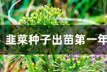 韭菜种子出苗第一年能割吗