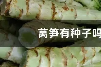 莴笋有种子吗