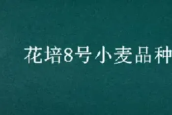 花培8号小麦品种介绍