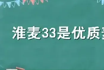 淮麦33是优质麦吗