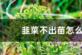 韭菜不出苗怎么办