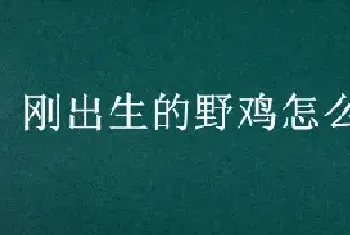 刚出生的野鸡怎么喂它