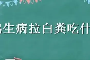 鸡生病拉白粪吃什么药