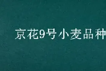 京花9号小麦品种介绍