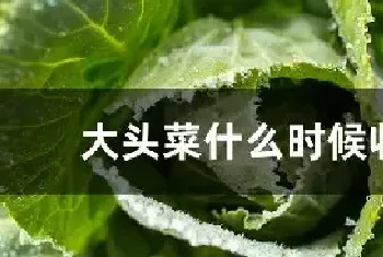 大头菜什么时候收获