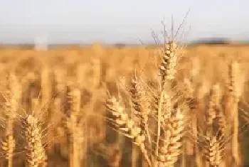 小麦在家怎么发芽