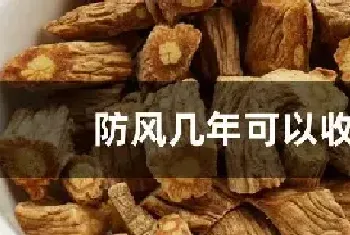 防风几年可以收获