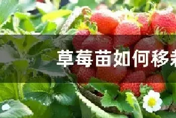 草莓苗如何移栽