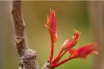 在农村种植什么能快速致富？这4种植物很赚钱！