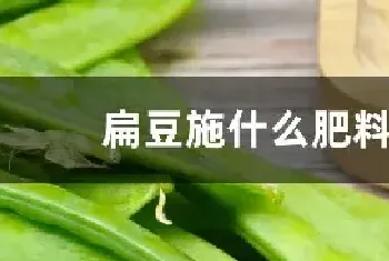 扁豆施什么肥料好