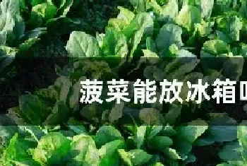 菠菜能放冰箱吗