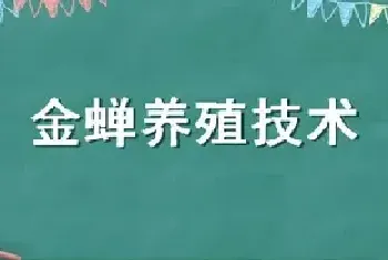 金蝉养殖技术