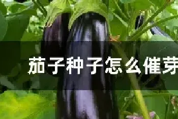 茄子种子怎么催芽育苗