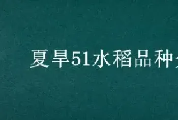 夏旱51水稻品种介绍