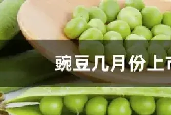 豌豆几月份上市