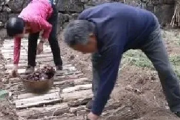 中药材种植技术，种植什么中药材最赚钱？