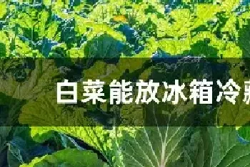 白菜能放冰箱冷藏么