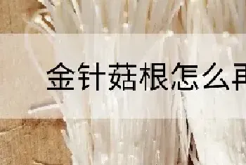 金针菇根怎么再生