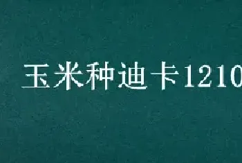 玉米种迪卡1210介绍