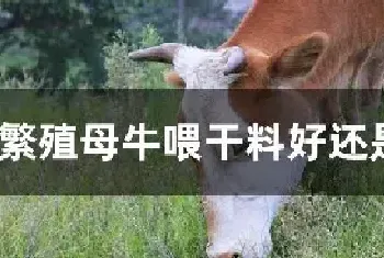 繁殖母牛喂干料好还是湿料好