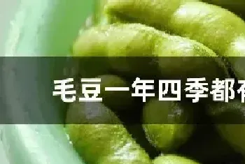 毛豆一年四季都有吗