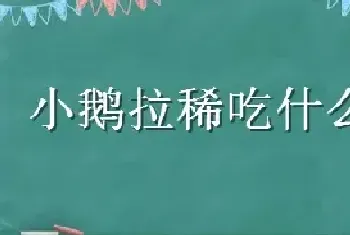 小鹅拉稀吃什么药