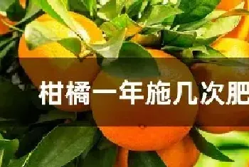 柑橘一年施几次肥最好