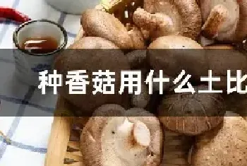 种香菇用什么土比较好