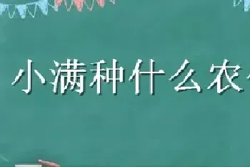 小满种什么农作物