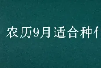 农历9月适合种什么菜