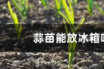 蒜苗能放冰箱吗