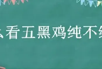 怎么看五黑鸡纯不纯种