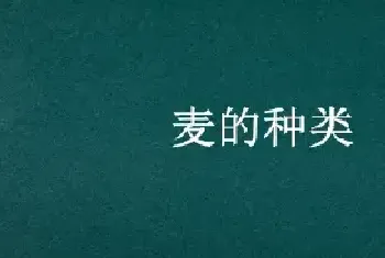 麦的种类