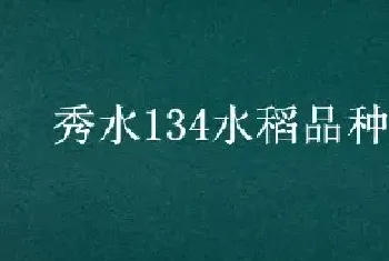 秀水134水稻品种介绍