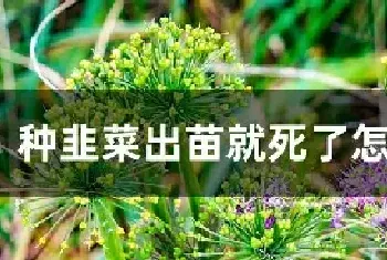 种韭菜出苗就死了怎么回事