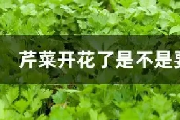 芹菜开花了是不是要拔了