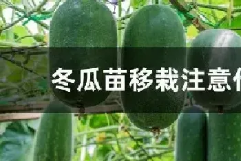 冬瓜苗移栽注意什么