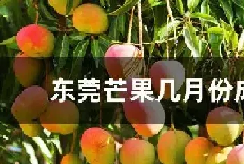 东莞芒果几月份成熟