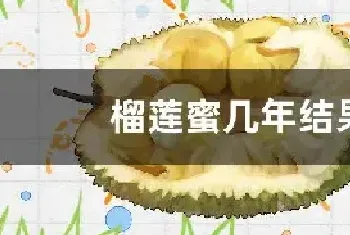 榴莲蜜几年结果