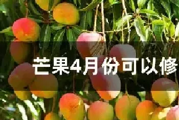 芒果4月份可以修剪吗