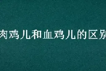 肉鸡儿和血鸡儿的区别