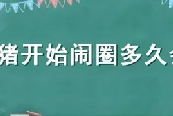 母猪开始闹圈多久会下小猪