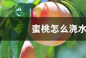 蜜桃怎么浇水