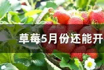 草莓5月份还能开花吗